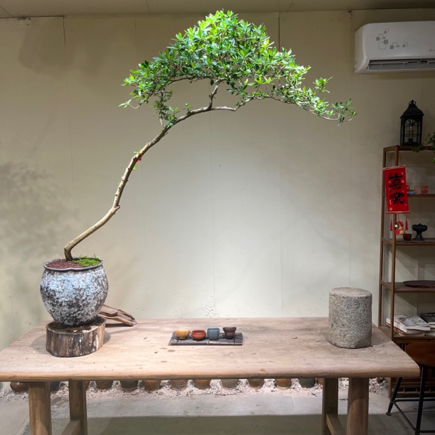 如意 | 海岛栀子花 精品老桩大飘枝 茶台意境盆景