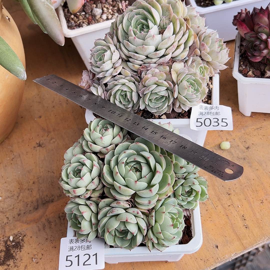 9号我们的确是一5035.5121