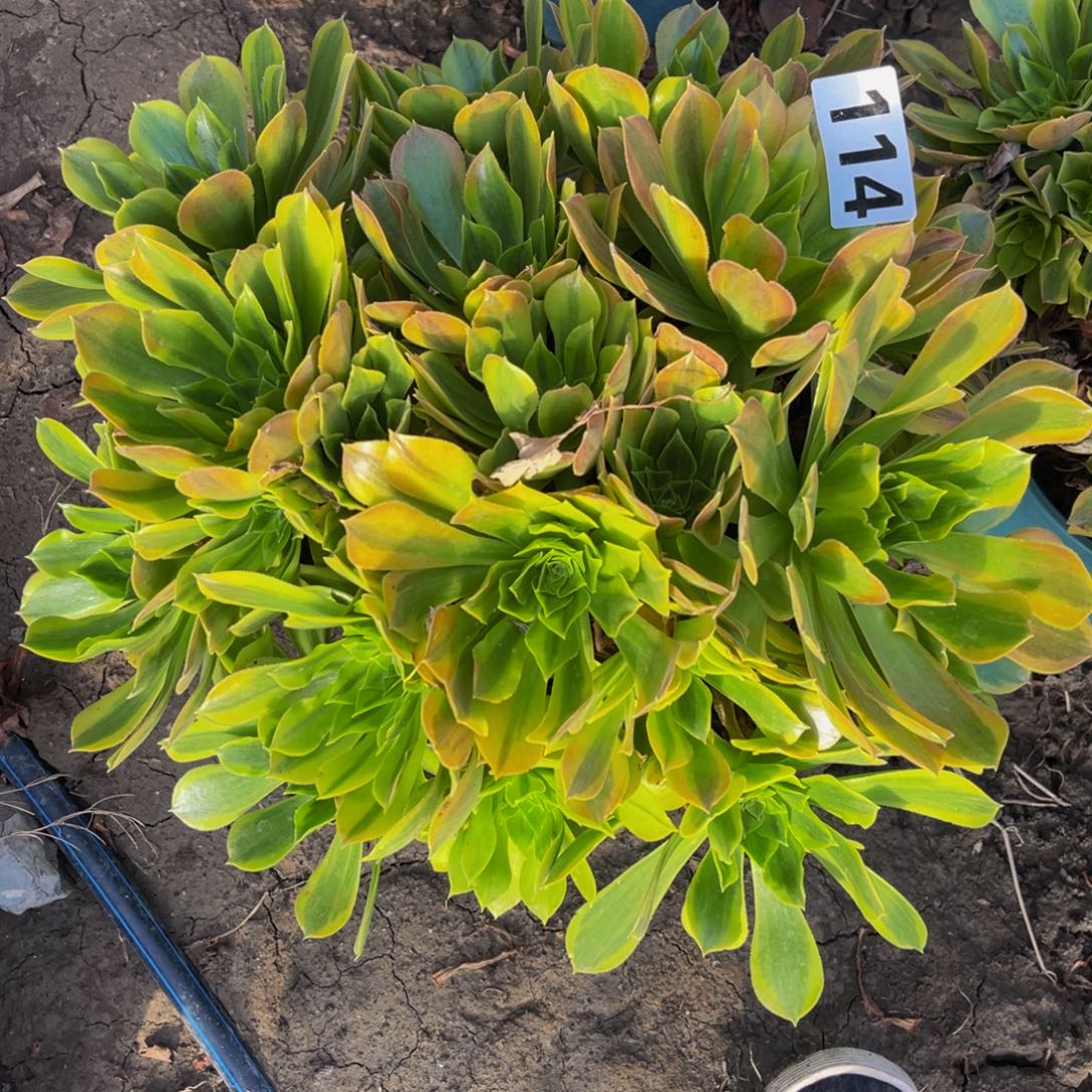 清萌法师14/-50包邮