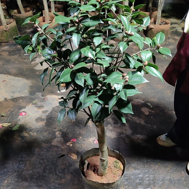 全部花苞超墨川不包邮