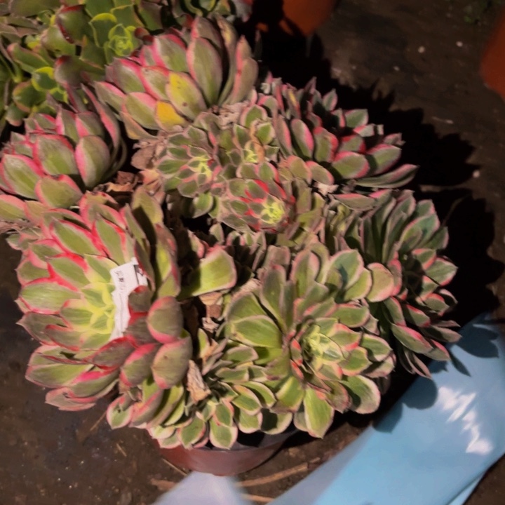 241玉芙蓉多肉植物不售后