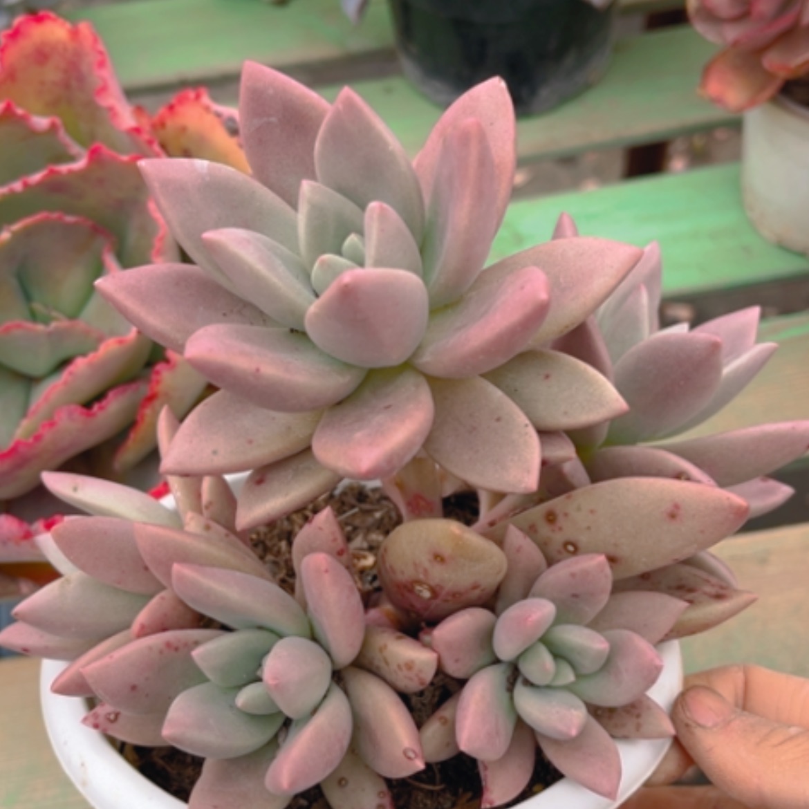 【闪购商品】桃花源0731