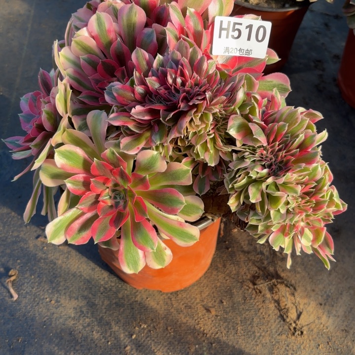 瑞妈，，。。。。510。女巫缀，