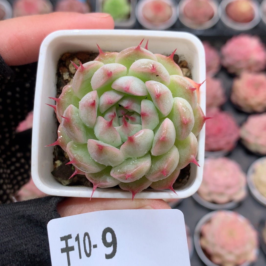 千山雪10-9 海王