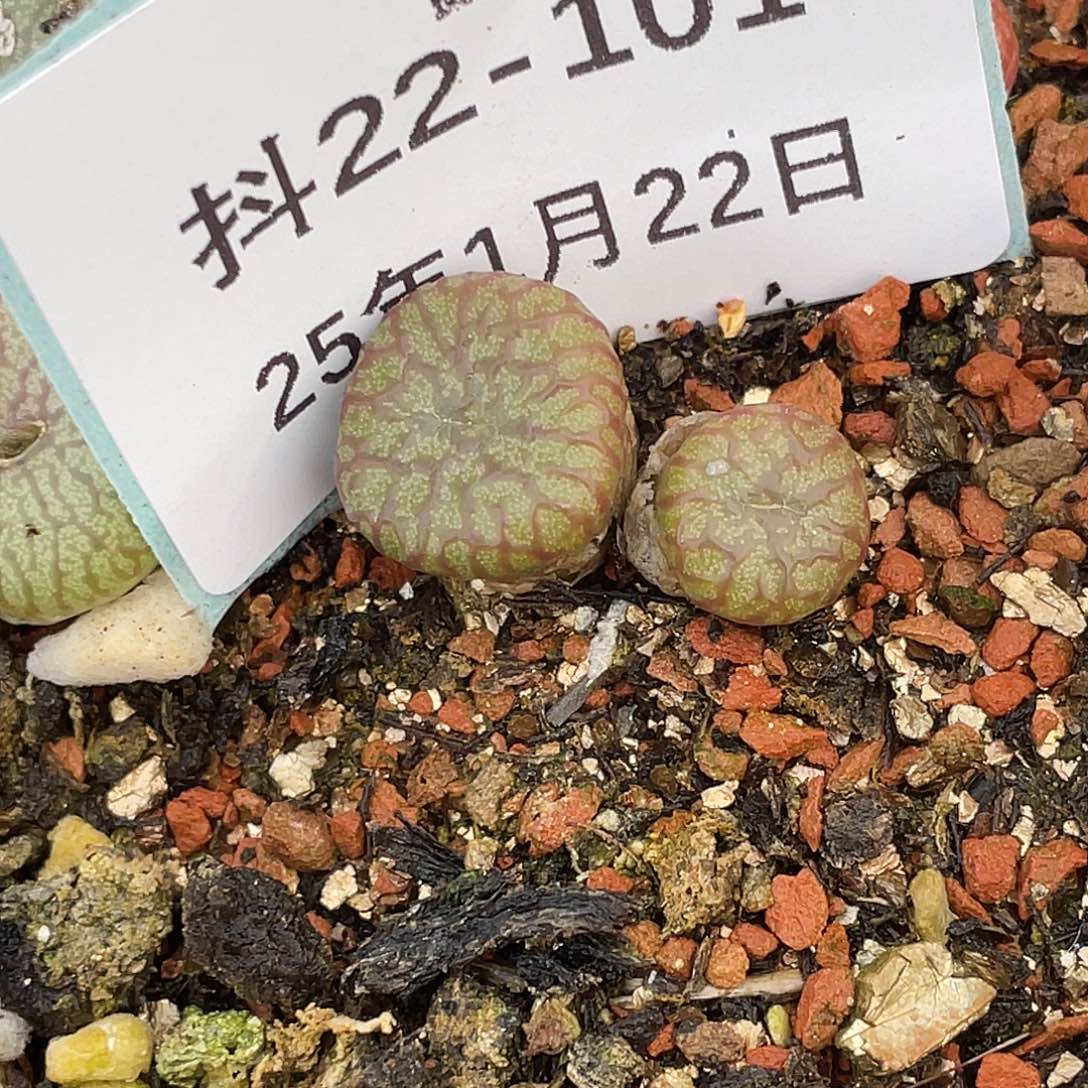 一****子22-101肉锥多肉植物