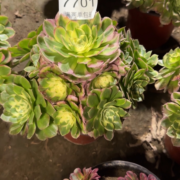 7701海王多肉植物