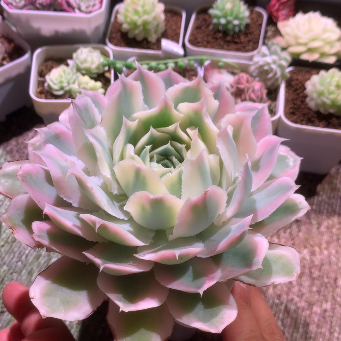 陆***熠圆叶蓝丝绒覆轮锦有根