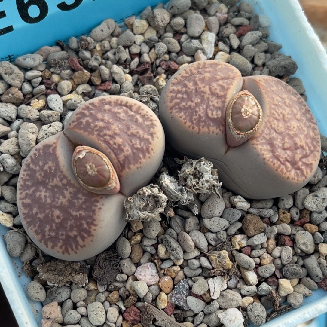 6320双头粉一箭母本一颗