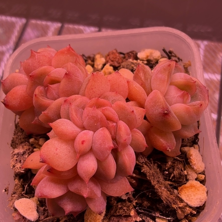 糖心缀化一物一拍