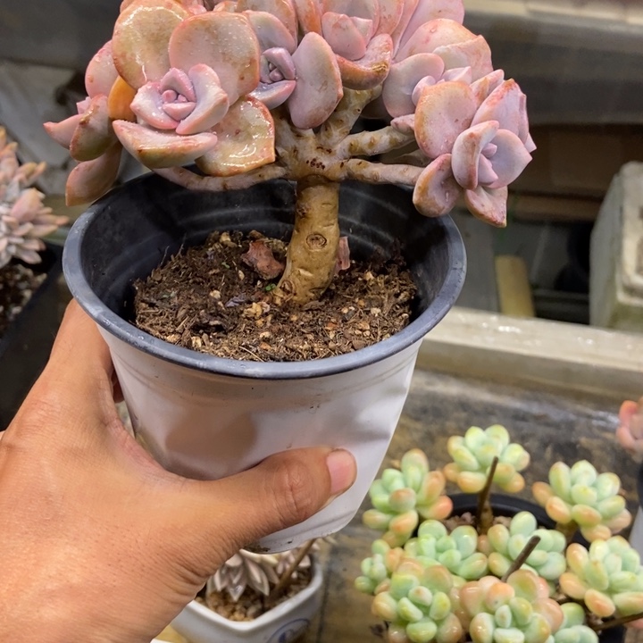 温***馨多肉植物一物一拍