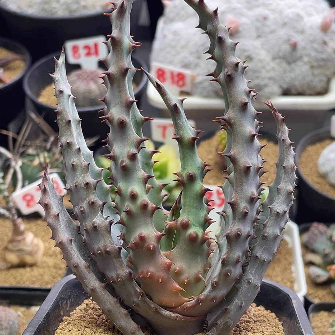 实生强刺鬼切芦荟仙人球大