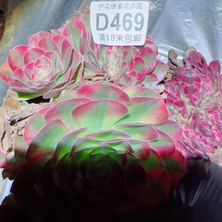 多肉法师淘宝福利