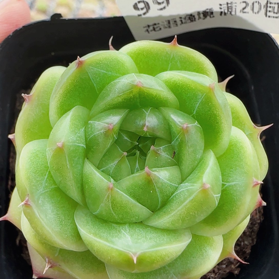 花语逸镜0525-99