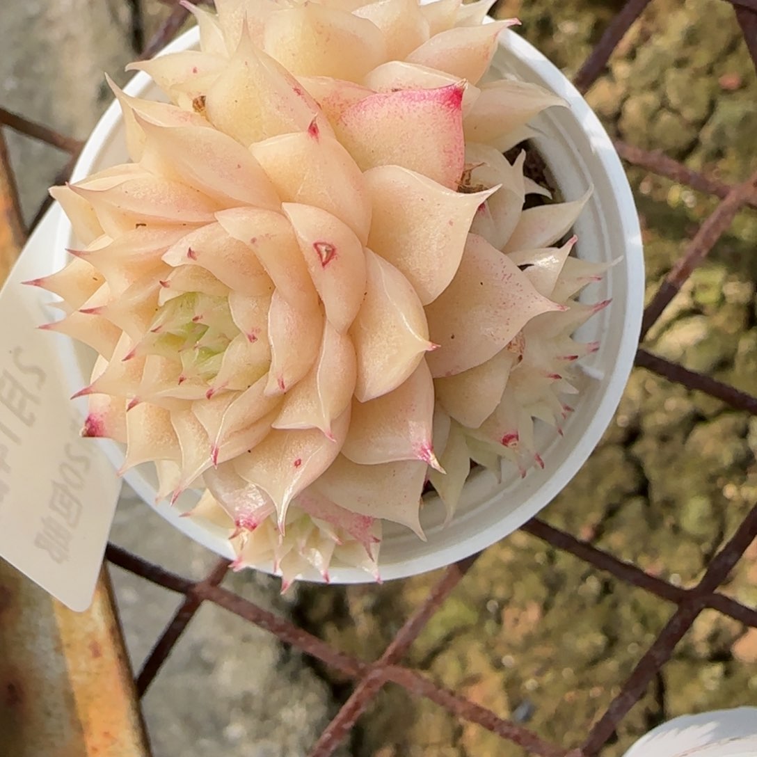 a**a花语逸镜0214-149