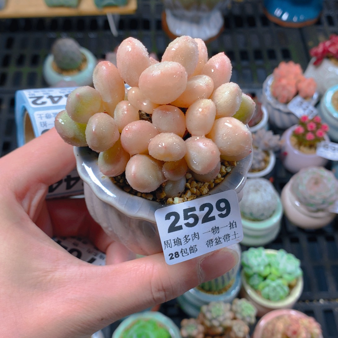 5厘米盆精控多肉2529