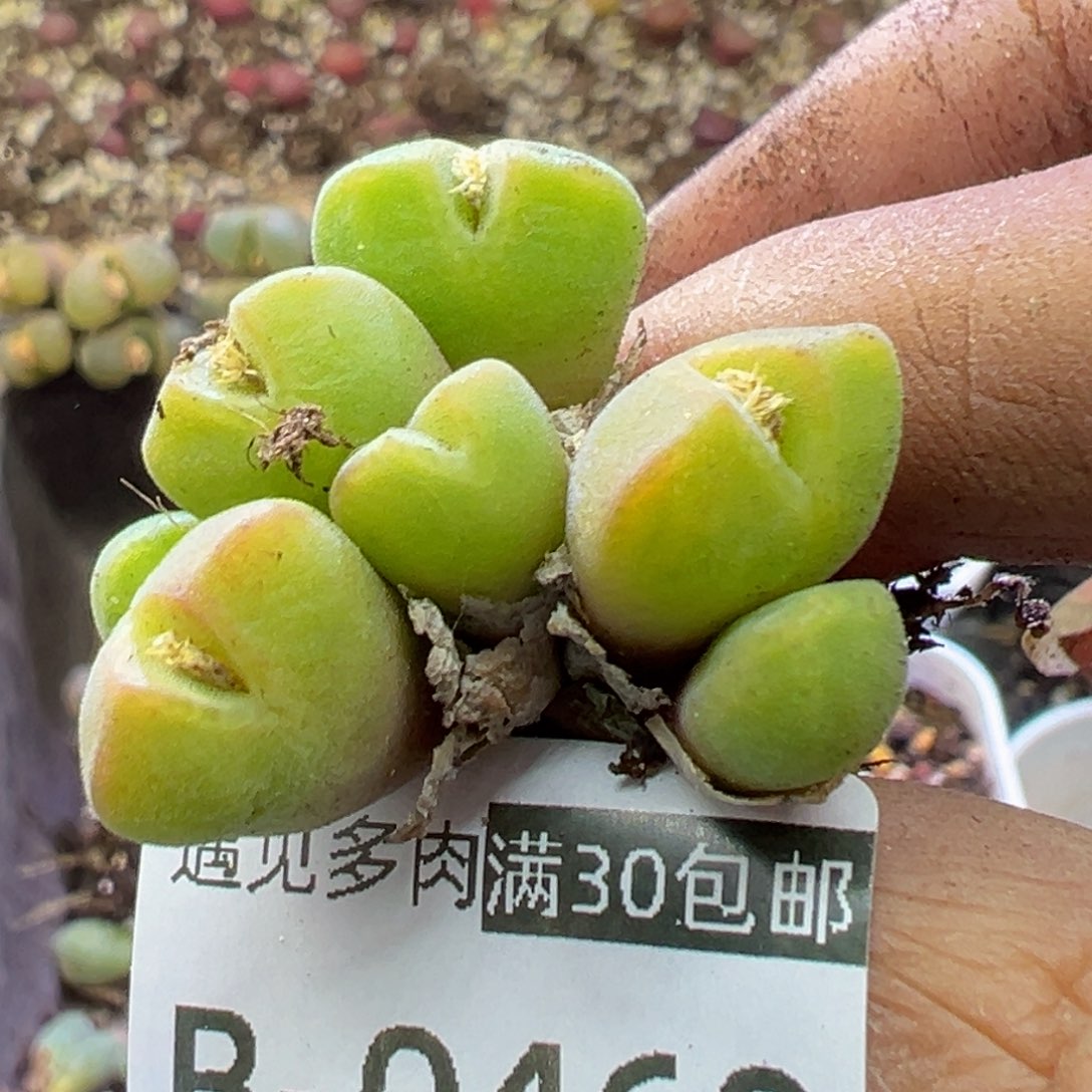 多肉植物1111111111111111