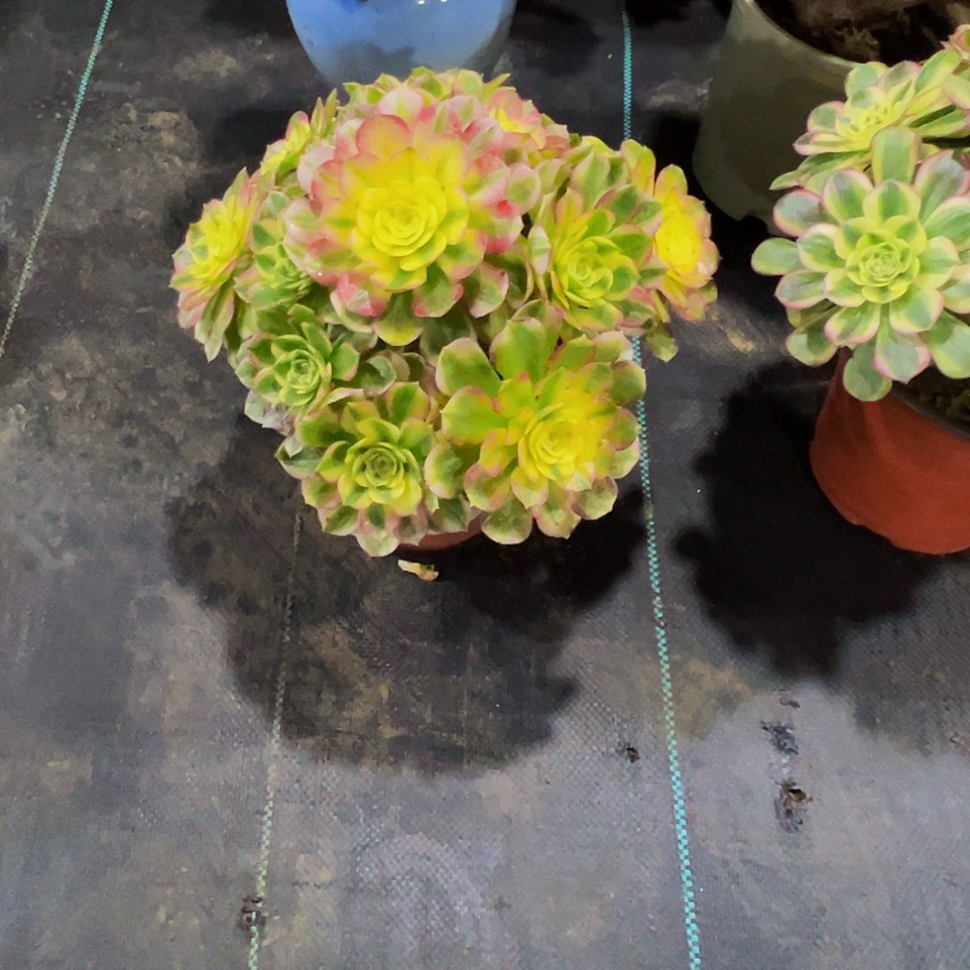 天***@老庄粉体海法师58.8