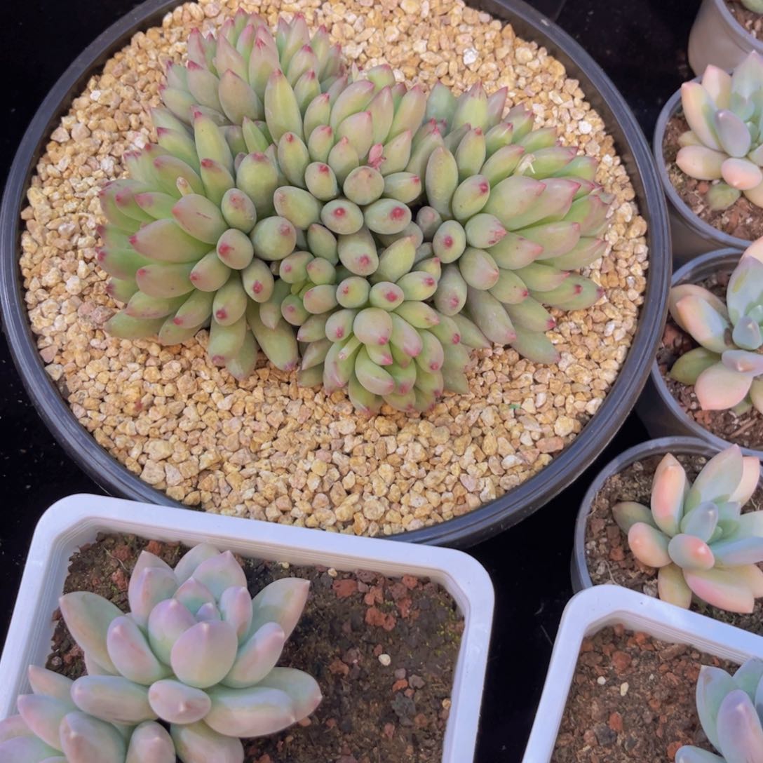 ?****?二代虞美人多肉美美美的