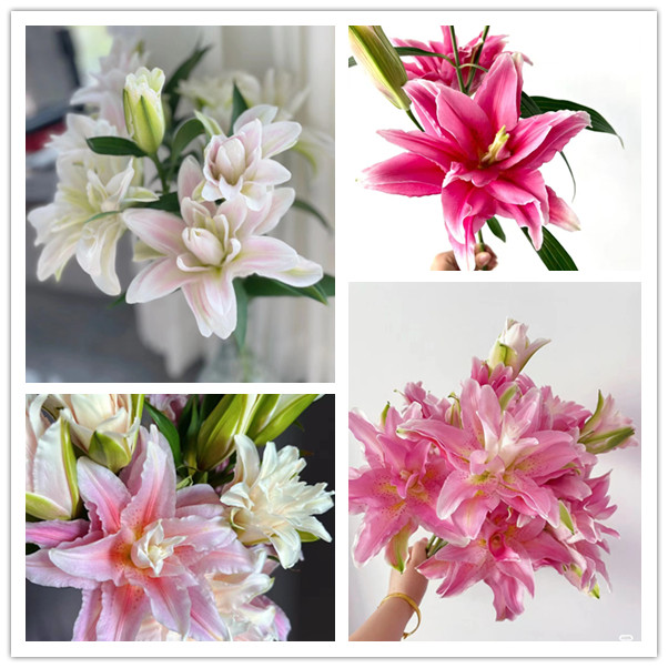 套餐50  粉色重瓣百合4支4朵+绿色康乃馨10支+黄色腊梅一小把