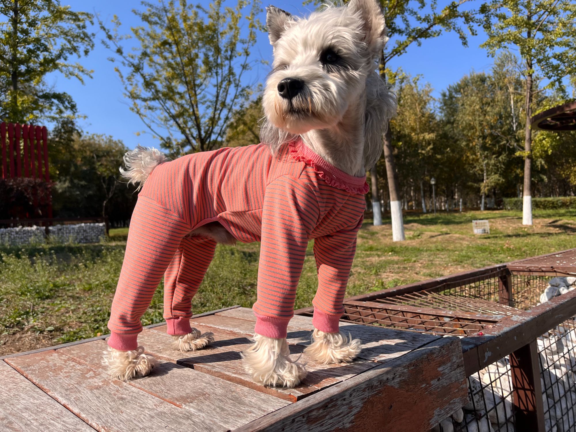 【巴仔】雪纳瑞狗狗小型犬四脚澳绒高弹超柔舒适衣服