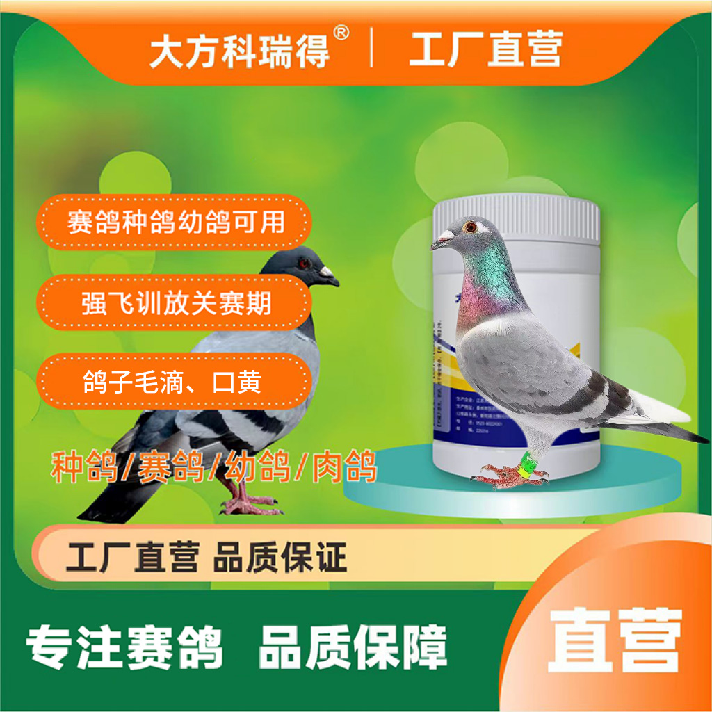 大方科瑞得种鸽赛鸽信鸽肉鸽毛滴观赏鸽鸟类黄口