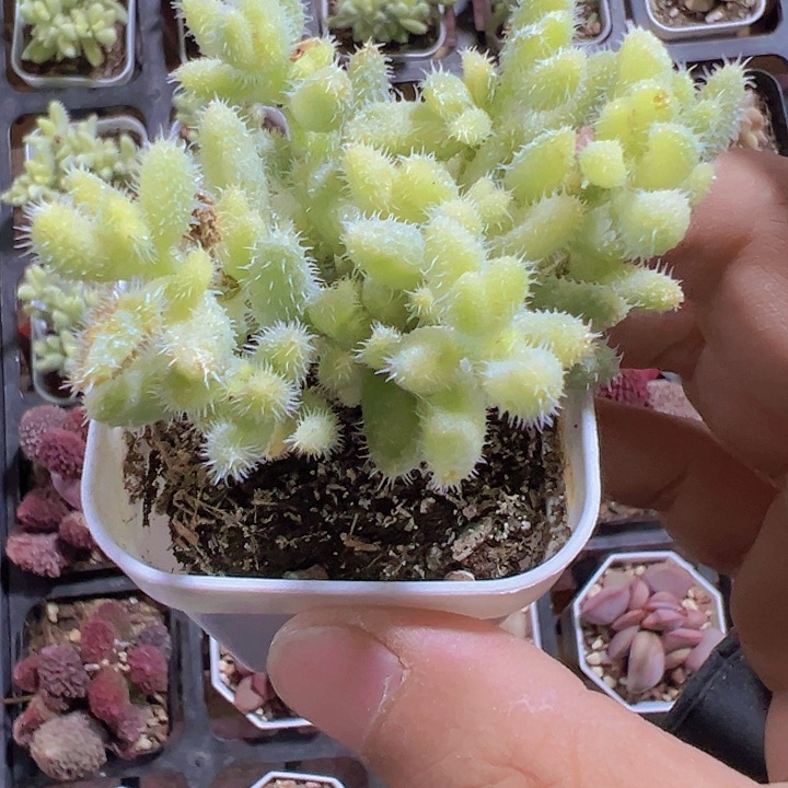 雷童锦精品多肉植物