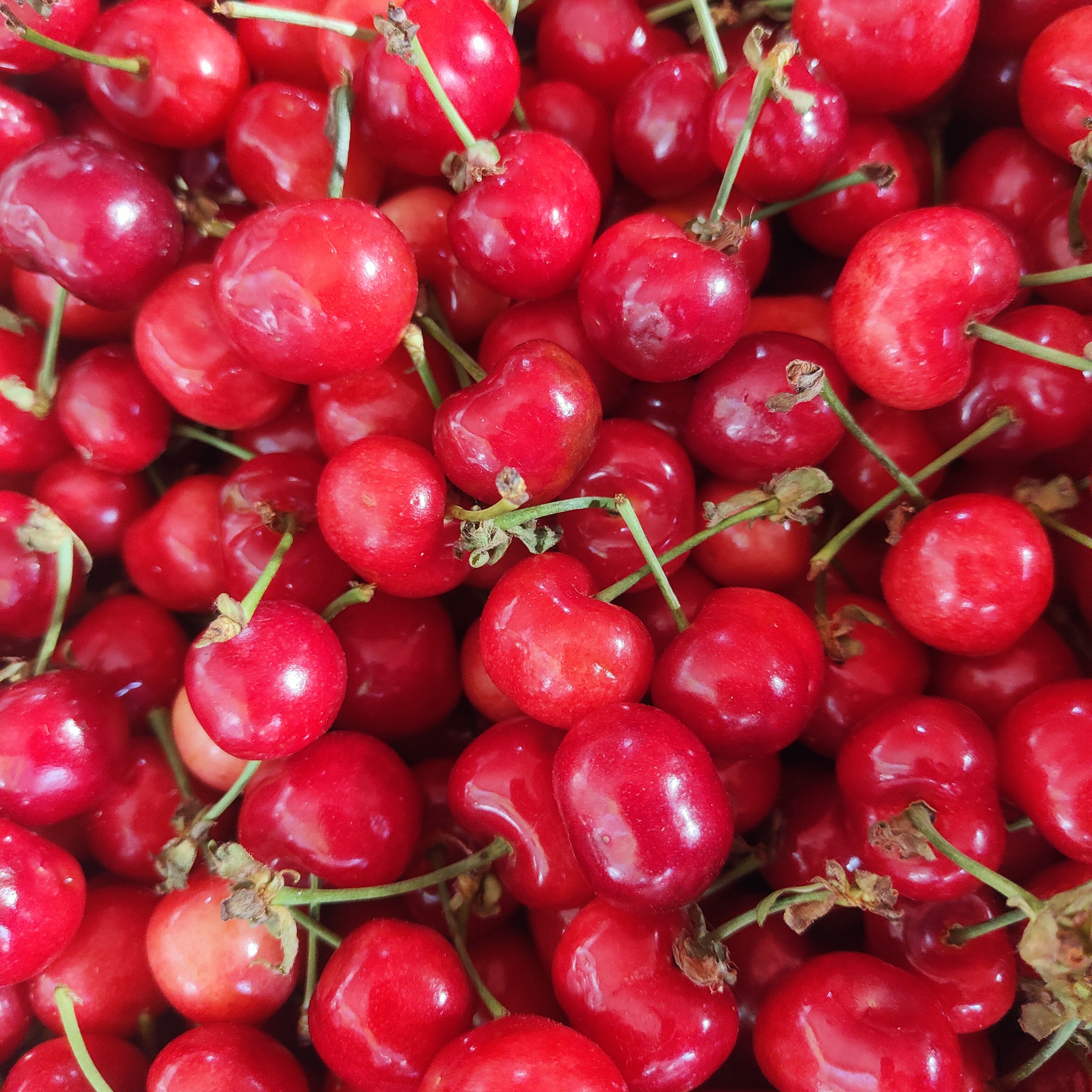 大连JJ混红灯大樱桃/一份1斤(个别有机械挤压伤，介意勿拍)美早