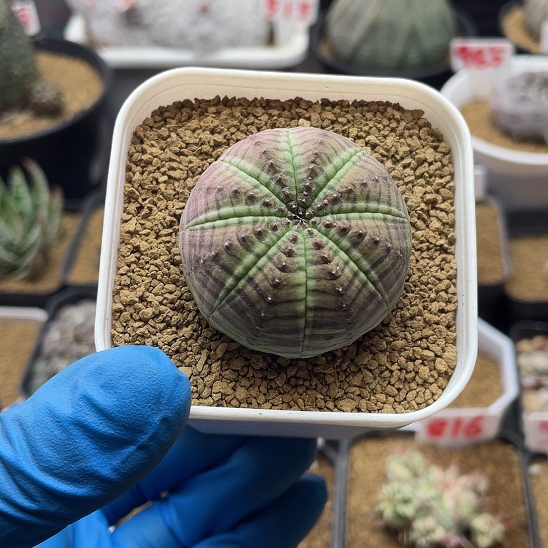 实生米字复棱神玉布纹球仙人球