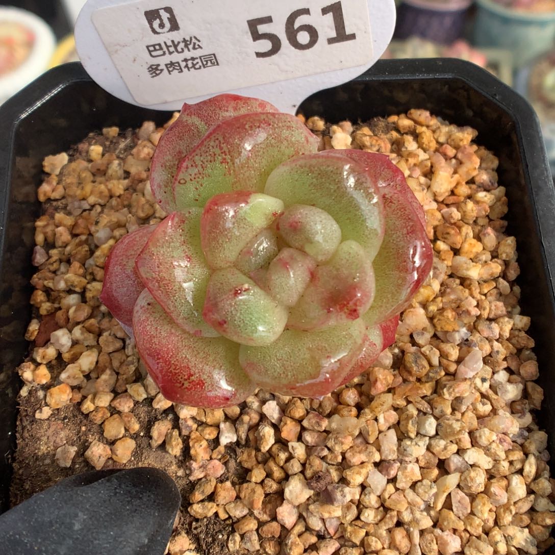 561 特价冰玉石化多肉