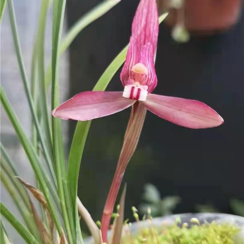 春兰铭品红辣椒兰草兰草盆栽绿植盆栽兰花兰花盆栽盆景室内