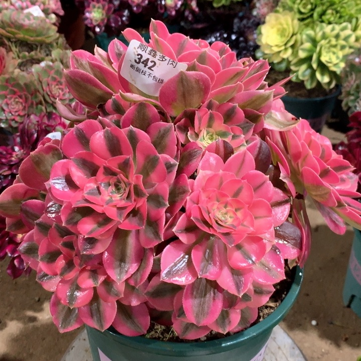 342粉女巫多肉植物