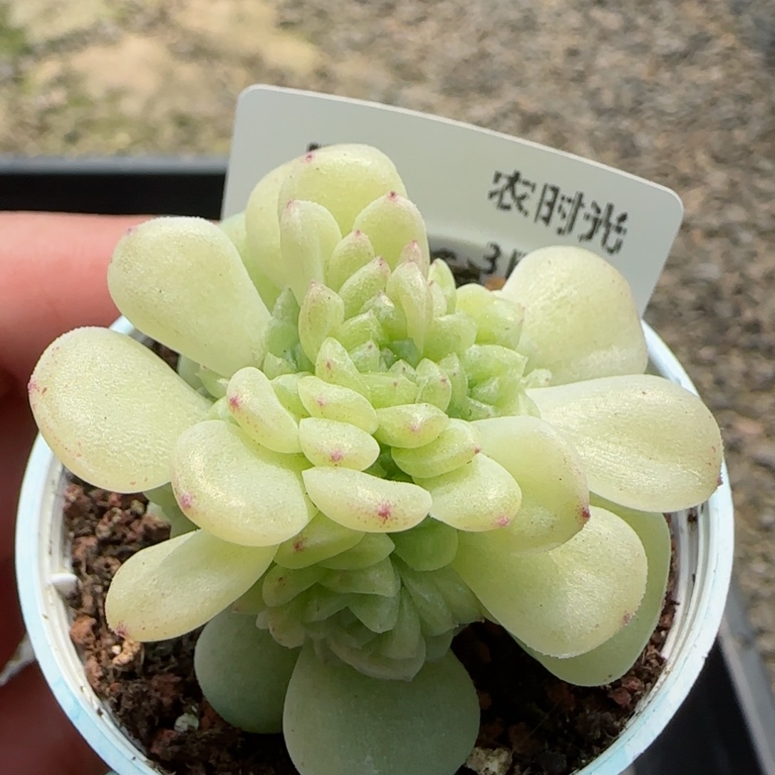 【闪购商品】0304-51（棉花卷）包包专拍