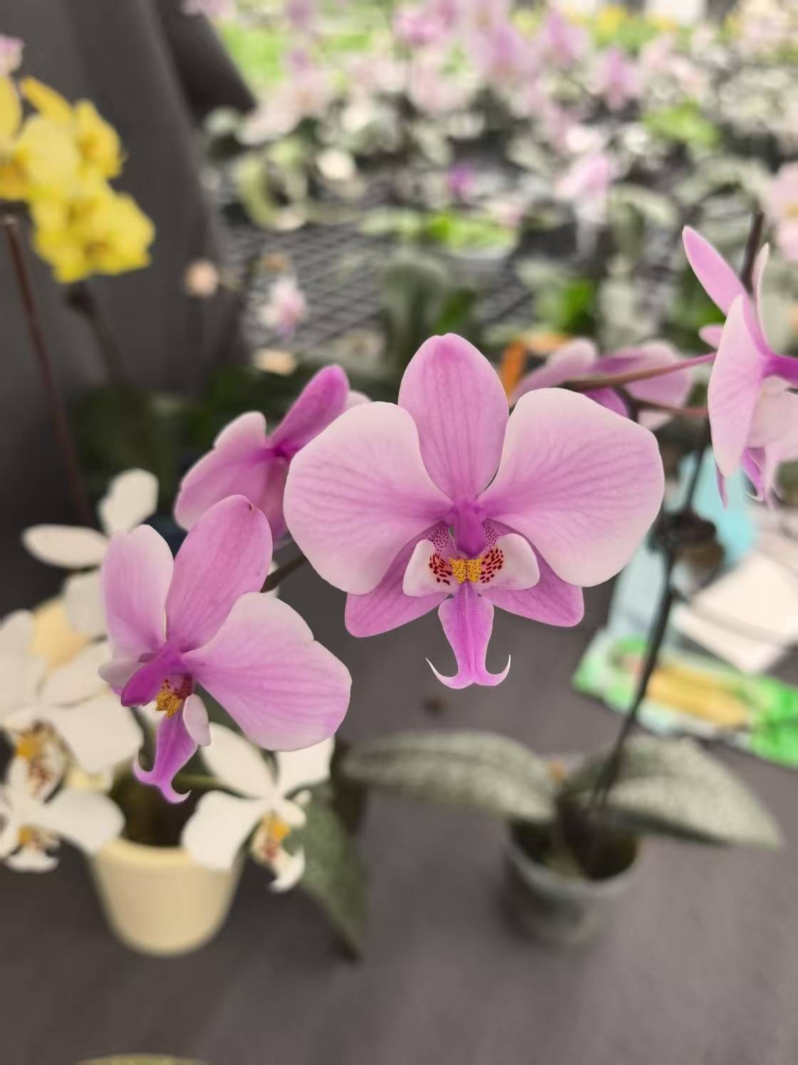 2.5寸银叶脉纹分生-苗 原生蝴蝶兰趣味兰