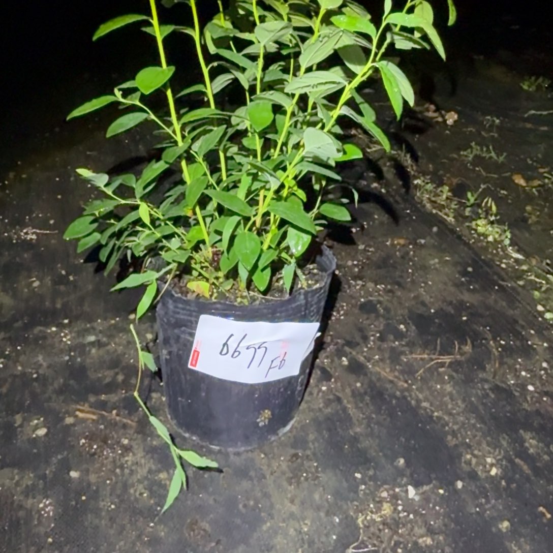 用****1大钵f6一物一拍，6699