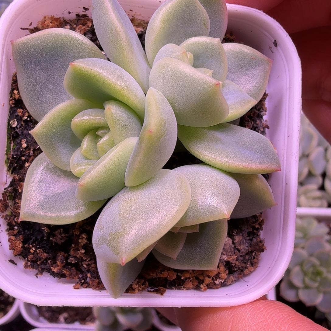 绿琉璃叶插苗一物一拍