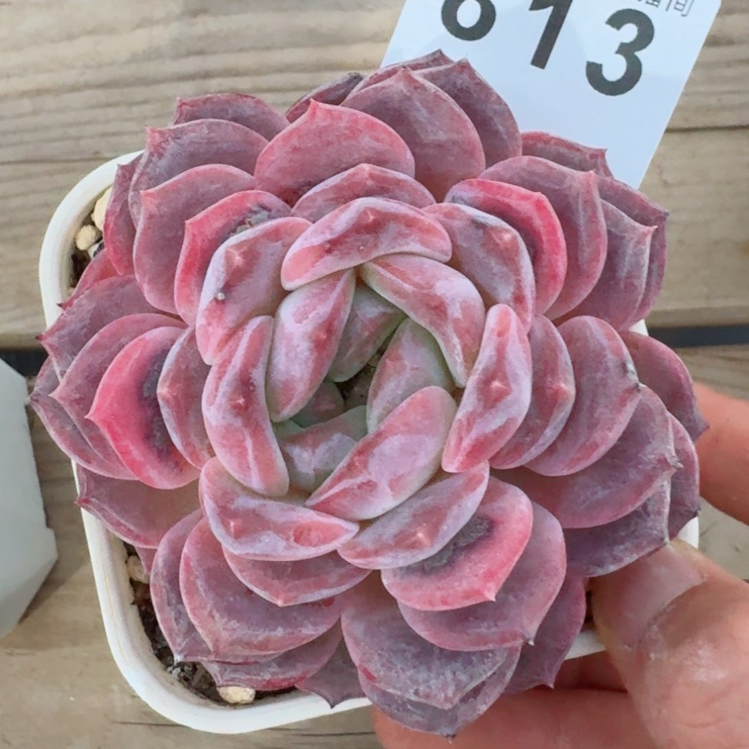 叠叶冰魄         精品多肉