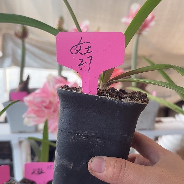 无花朵女王朱顶红直径2.7