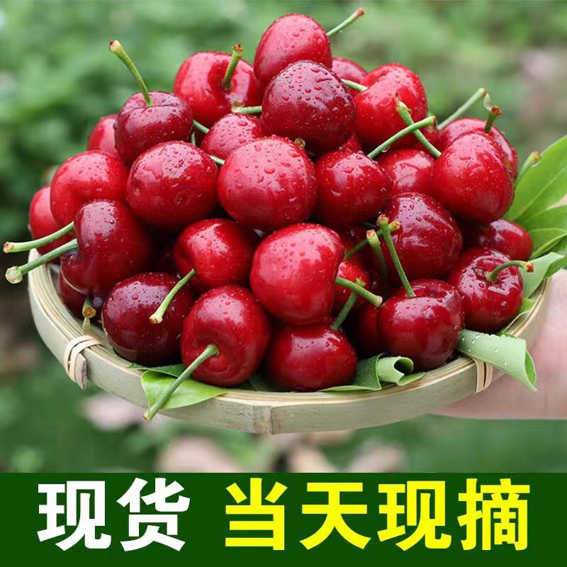 顺丰【五斤特大果】头茬大连露天陆地樱桃（新鲜采摘坏果包赔）现发甜酸口感记忆的樱桃J3斤装/5斤装空运红灯樱桃