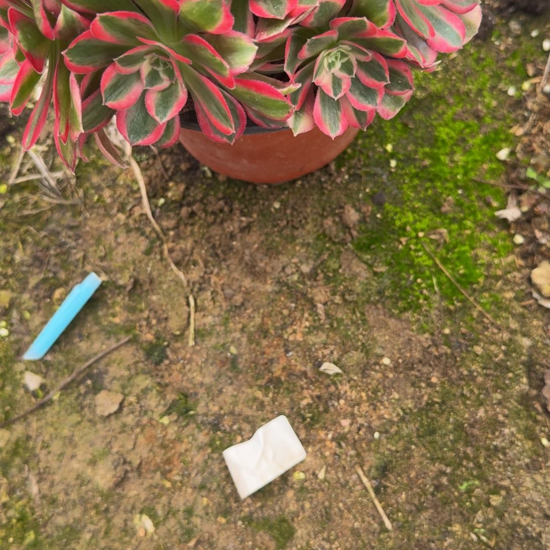 ?**?1719寄养魅影七彩到春天。多肉植物