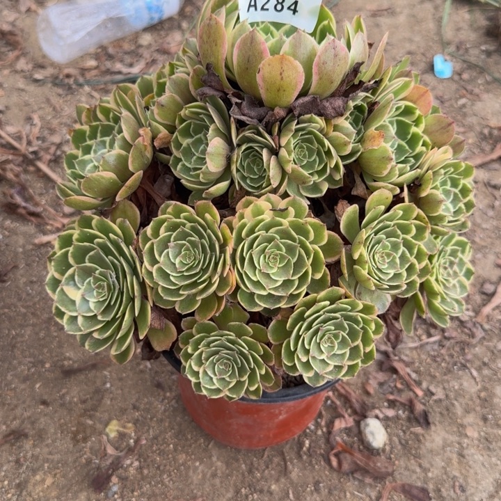 284粉花妖。多肉植物