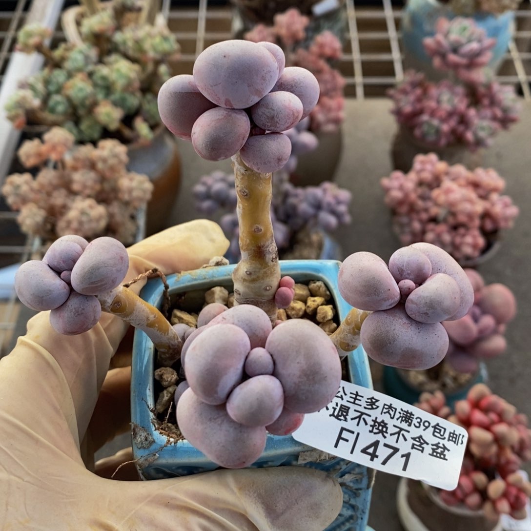 芭比奶酪471/10c m