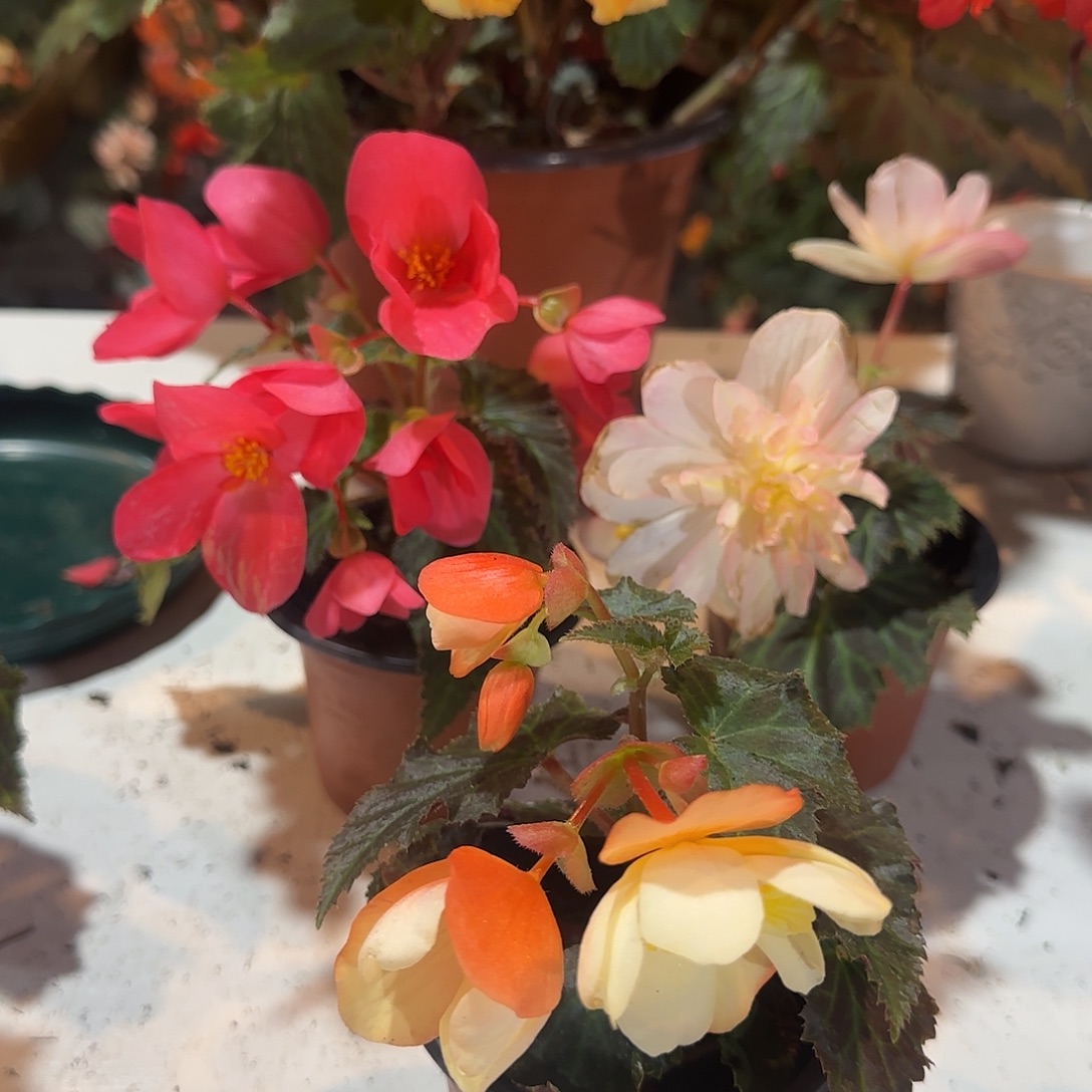 90杯初吻➕白桃，浆果掉花折叶正常介意勿拍，不拍保温冻死不售后