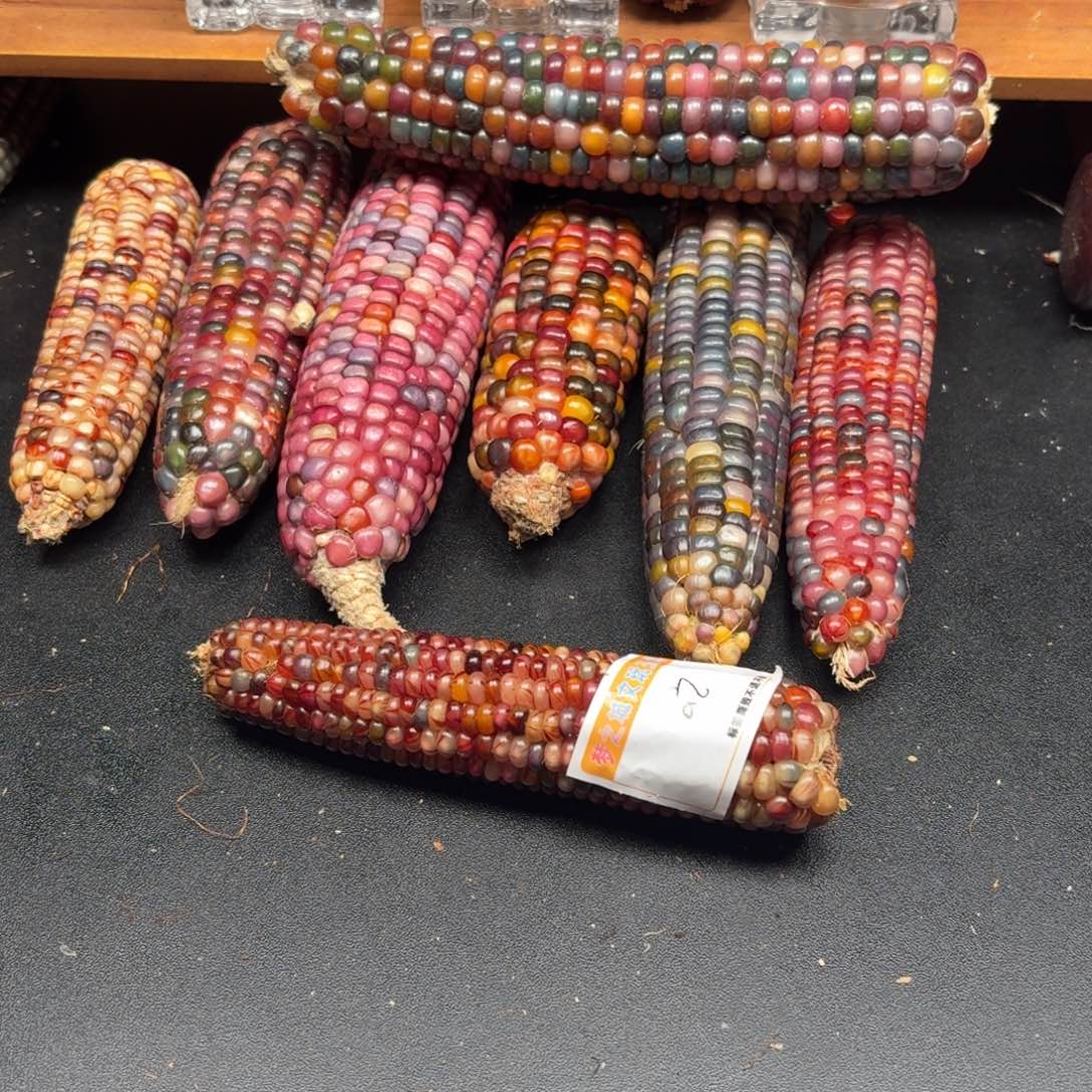 糖***。我文我我我我我我我我