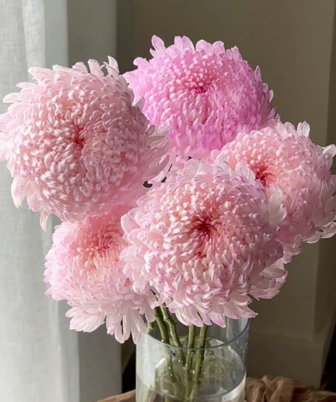 【牡丹菊鲜花】一单中通 任意两单升级冷链或空运  基地直发