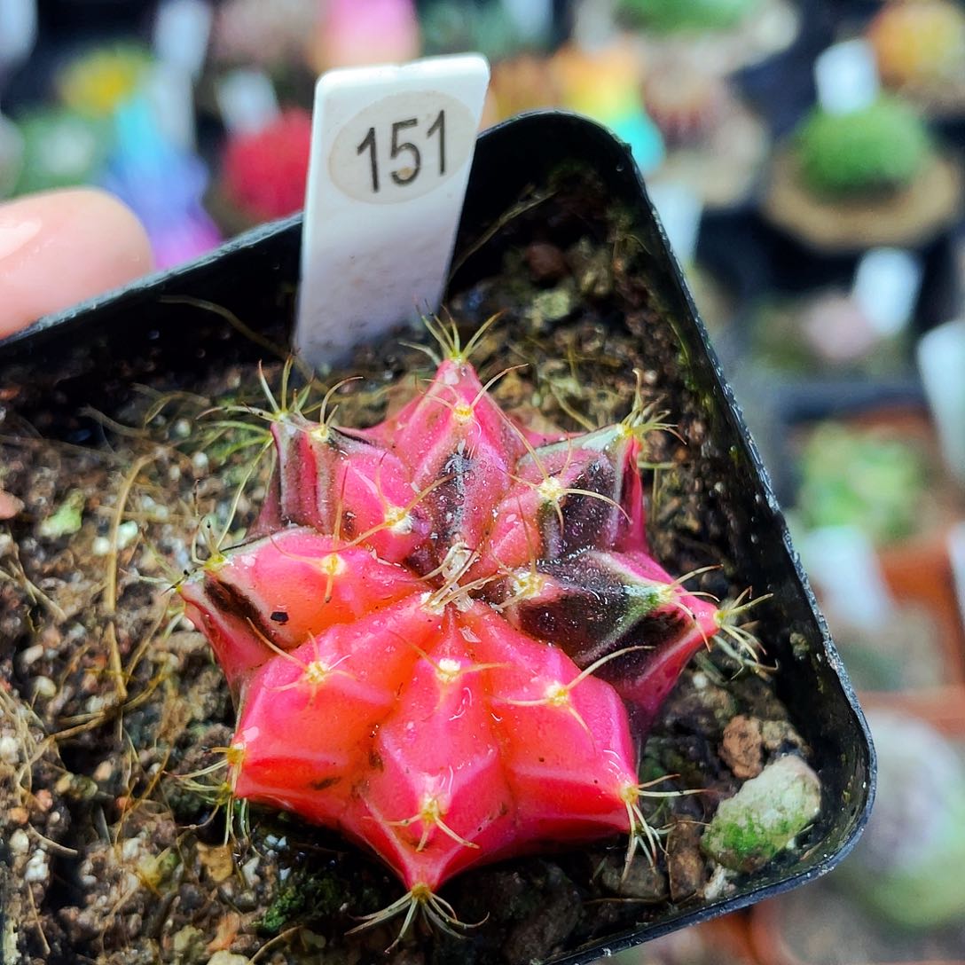 非偏远地区满25包邮仙人球