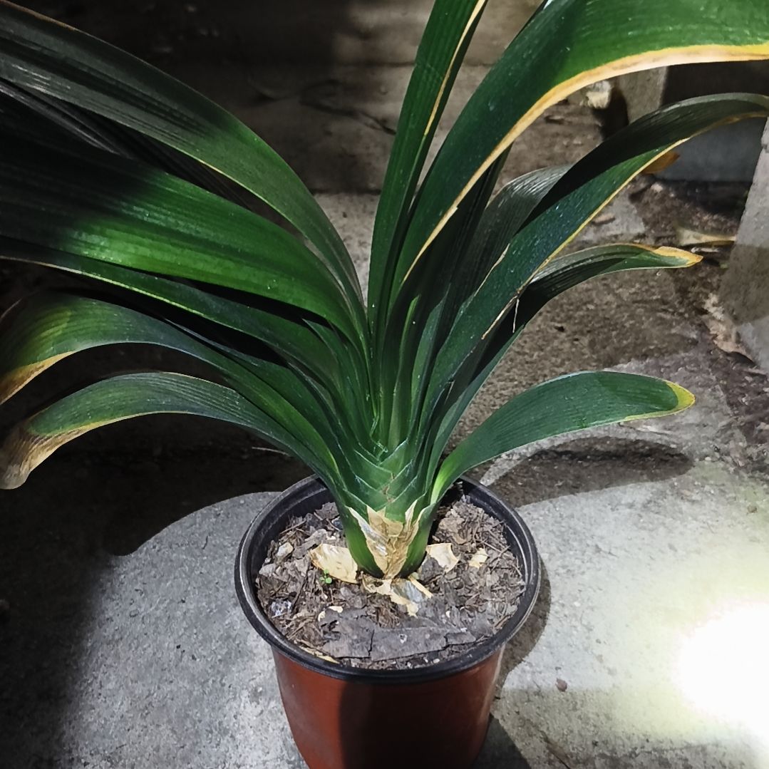 厚***物完全开放盲盒大苗一颗残叶无售后