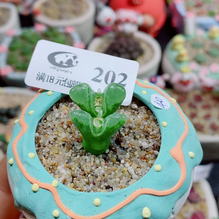 生石花花花花花花花花202