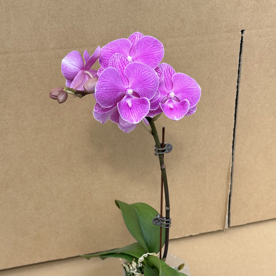 富豪优选（明星）蝴蝶兰花期长好养护