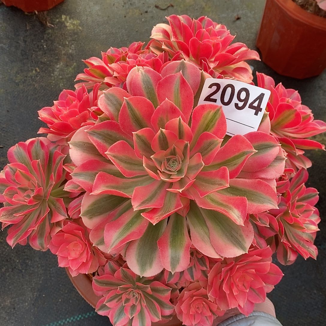 红陶2094女巫4多肉