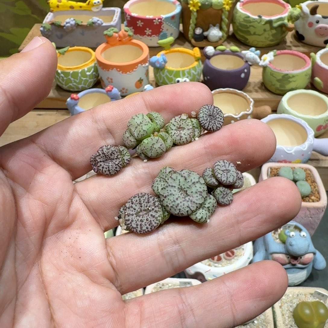 佐***服蘑菇1161安贞多肉植物